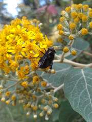 Copestylum violaceum