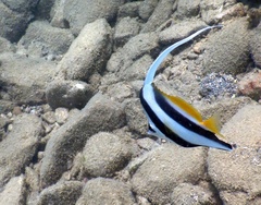 Heniochus acuminatus