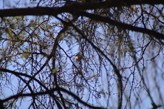 Psaltriparus minimus
