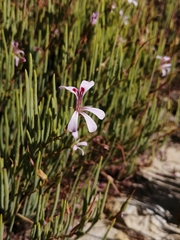 Pelargonium laevigatum oxyphyllum