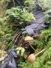 Galerina semilanceata