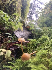 Galerina semilanceata