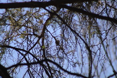 Psaltriparus minimus