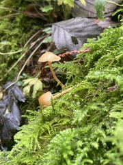 Galerina semilanceata