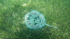 Urolophus circularis