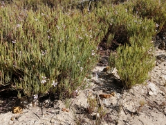 Pelargonium laevigatum oxyphyllum