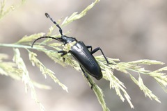 Stenaspis solitaria