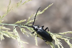 Stenaspis solitaria