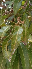 Cephaleuros virescens