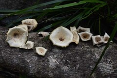 Lentinus sajor-caju