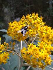 Copestylum violaceum
