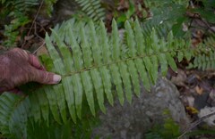 Nephrolepis obliterata