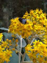 Copestylum violaceum