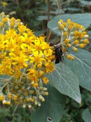 Copestylum violaceum