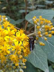 Copestylum violaceum