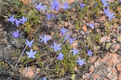 Campanula reverchonii