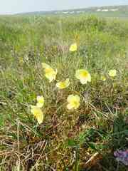 Papaver macounii discolor