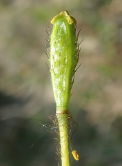 Papaver macounii discolor