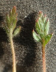 Papaver macounii discolor