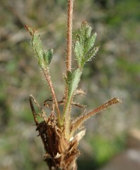 Papaver macounii discolor