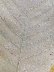 Carya pallida