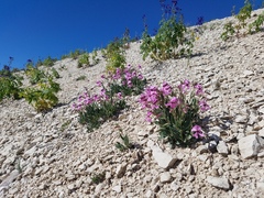 Silene petersonii