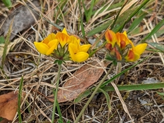 Lotus uliginosus