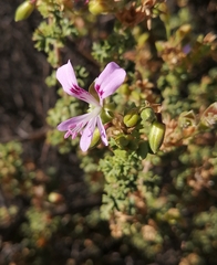 Pelargonium englerianum