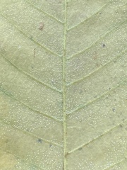 Carya pallida