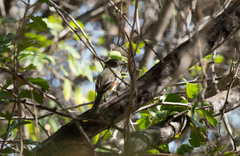 Myiarchus stolidus