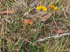 Lotus uliginosus
