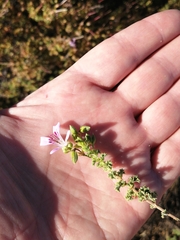 Pelargonium englerianum