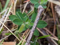 Lotus uliginosus