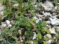 Cymopterus terebinthinus