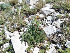 Cymopterus terebinthinus