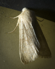 Noctuinae