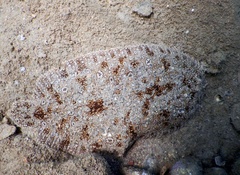 Synapturichthys kleinii