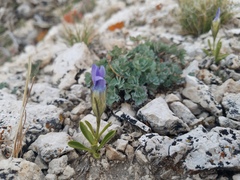 Gentianopsis barbellata