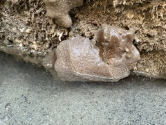Eudistoma psammion