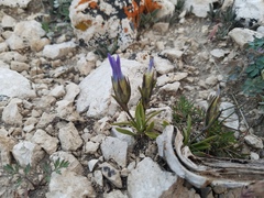 Gentianopsis barbellata