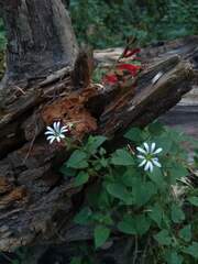 Stellaria cuspidata