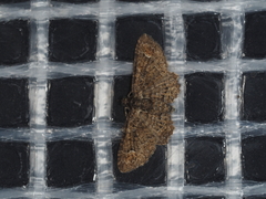 Pasiphilodes testulata