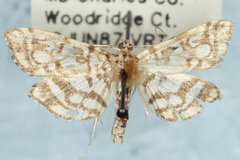 Lygropia rivulalis