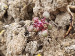 Phacelia cronquistiana