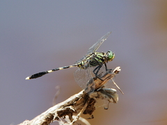 Orthetrum serapia