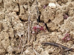 Phacelia cronquistiana