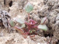 Phacelia cronquistiana