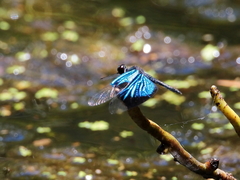 Rhyothemis resplendens