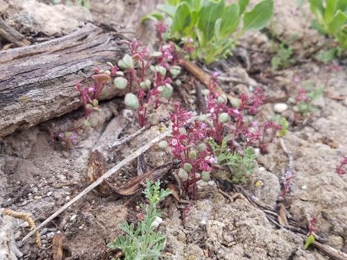 Cronquist's phacelia (Phacelia cronquistiana)