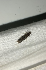 Ephestiopsis oenobarella